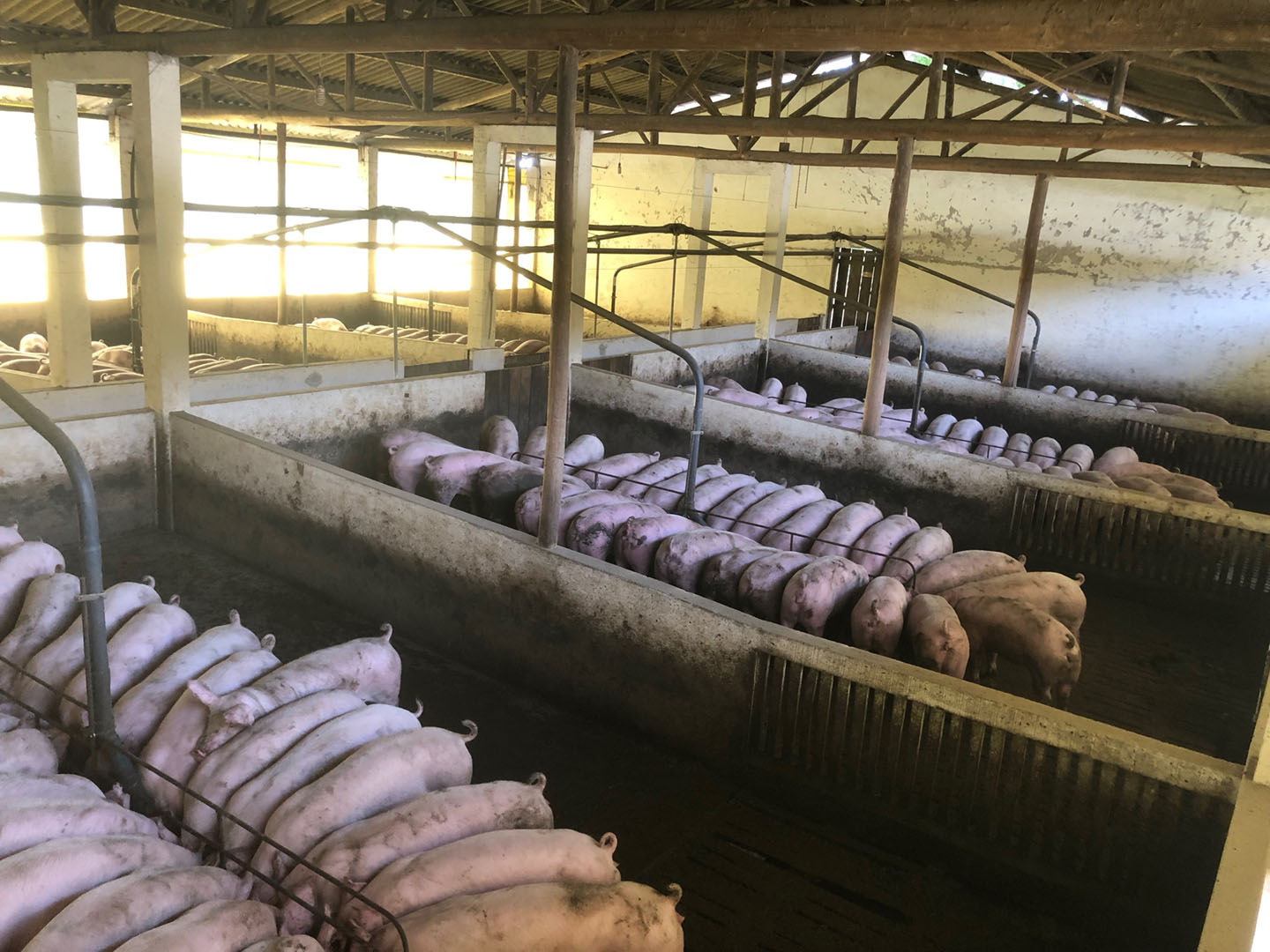 TAF exhancing immunity in pig farm article feature image