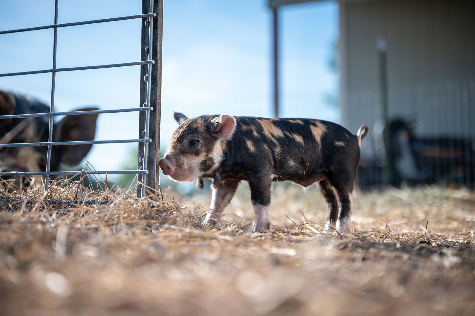 TAF swine disease article feature photo