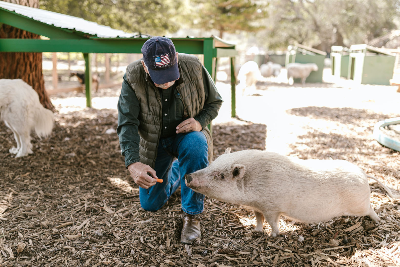 TAF vaccination practices in pig farming article feature photo